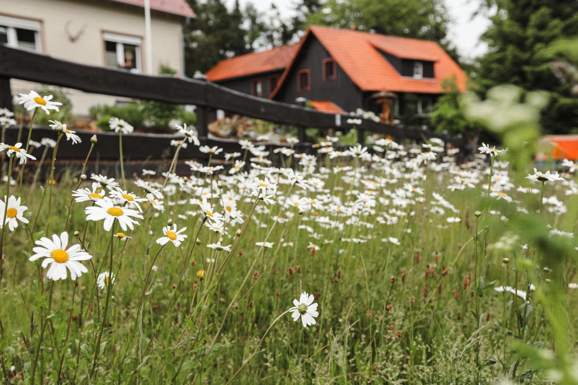 Terrassenhaus Im Harz, Pool, Sauna, Wlan Braunlage Εξωτερικό φωτογραφία